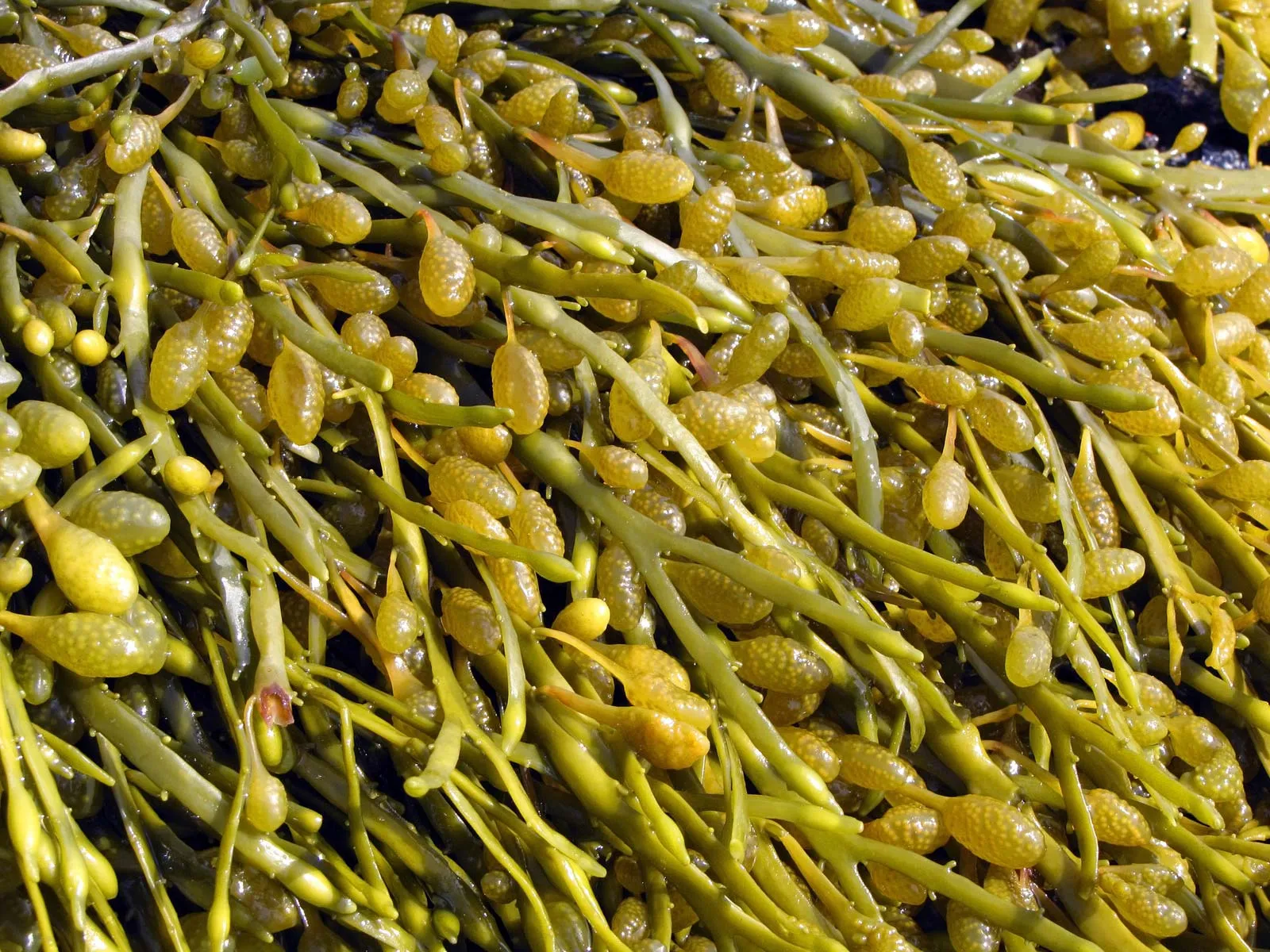 Macro view of green algae
